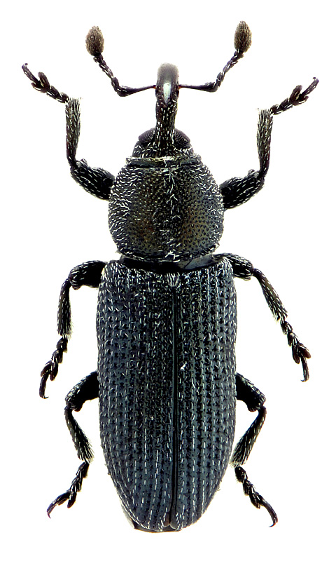 Mecinus heydeni Wencker, 1866