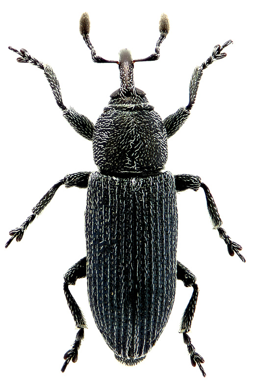 Mecinus laeviceps Tournier, 1873