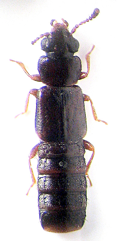 Phloeostiba planus (Paykull, 1792)</b> - det. ..  & .. 