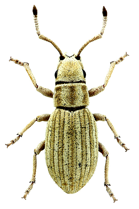 Ptochella latirostris (Faust, 1891)