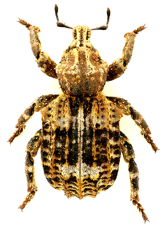 Rhytirrhinini gen. sp.