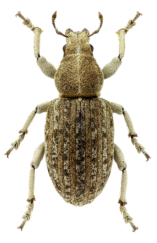 Schelopius planifrons (Fahraeus, 1840)