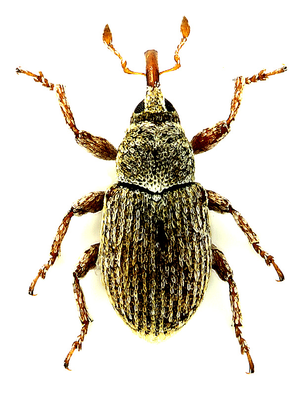 Sibinia (Dichotychius) exigua Faust, 1885</b> - det. .. 