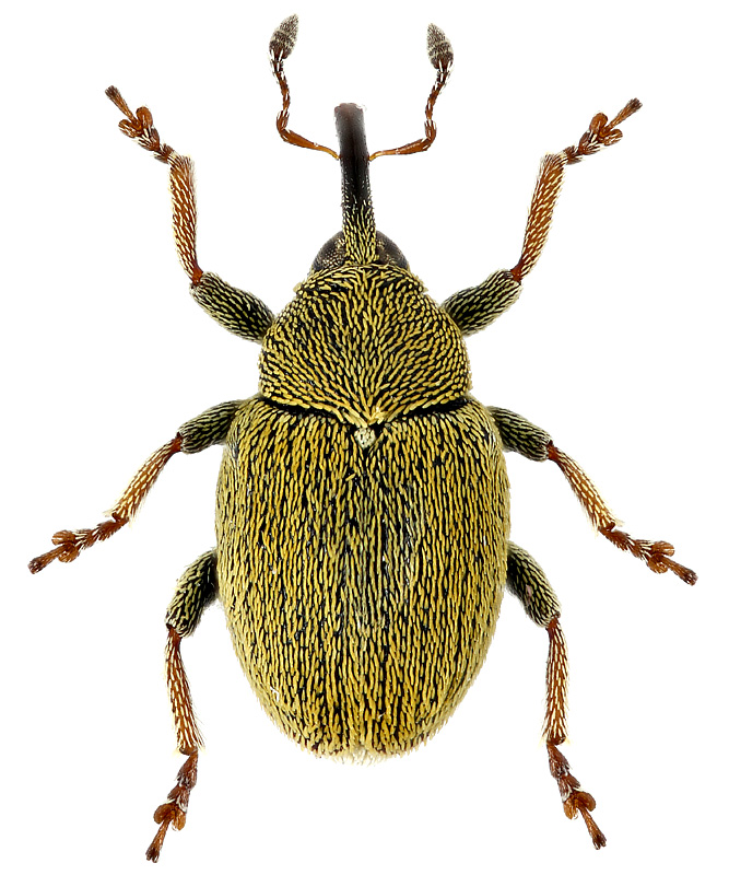 Sibinia (s. str.) tibialis (Gyllenhal, 1835)