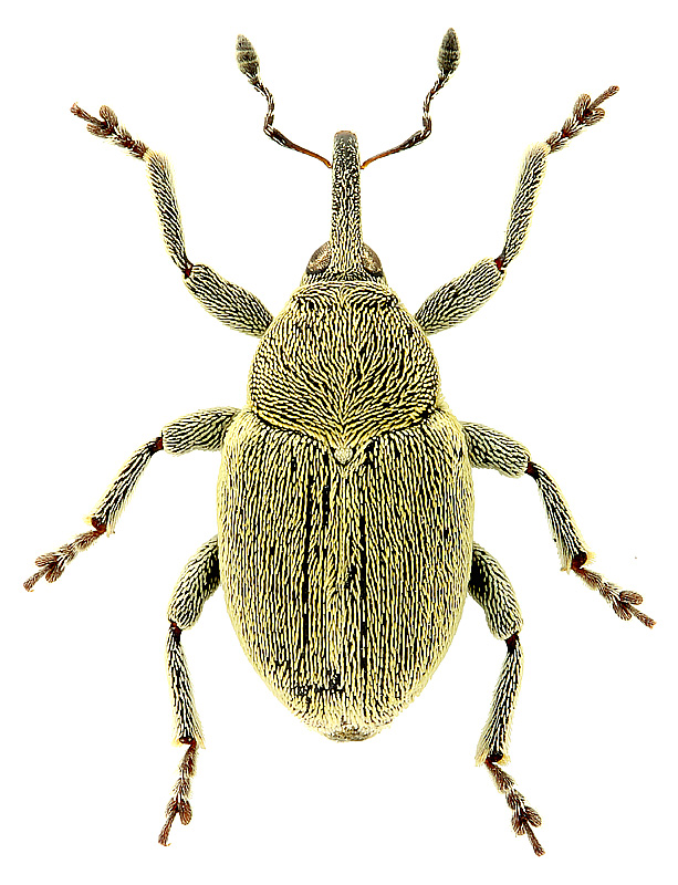 Sibinia (s. str.) viscariae (Linnaeus, 1761)