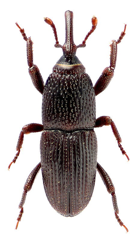 Sitophilus granarius (Linnaeus, 1758)