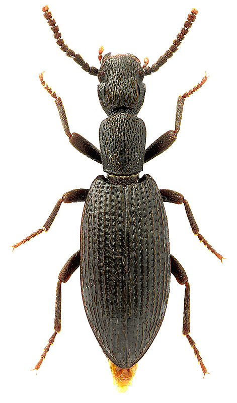 Stenosis fausti Reitter, 1888