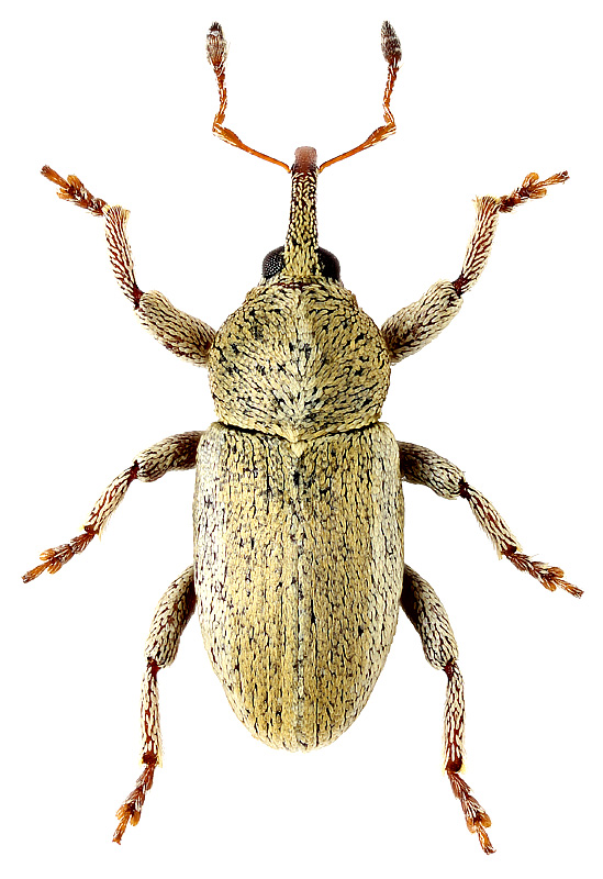 Tychius argentatus Chevrolat, 1859