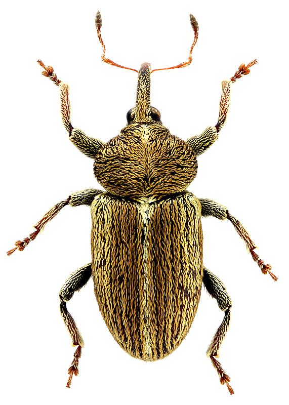 Tychius aurarius Boheman, 1843