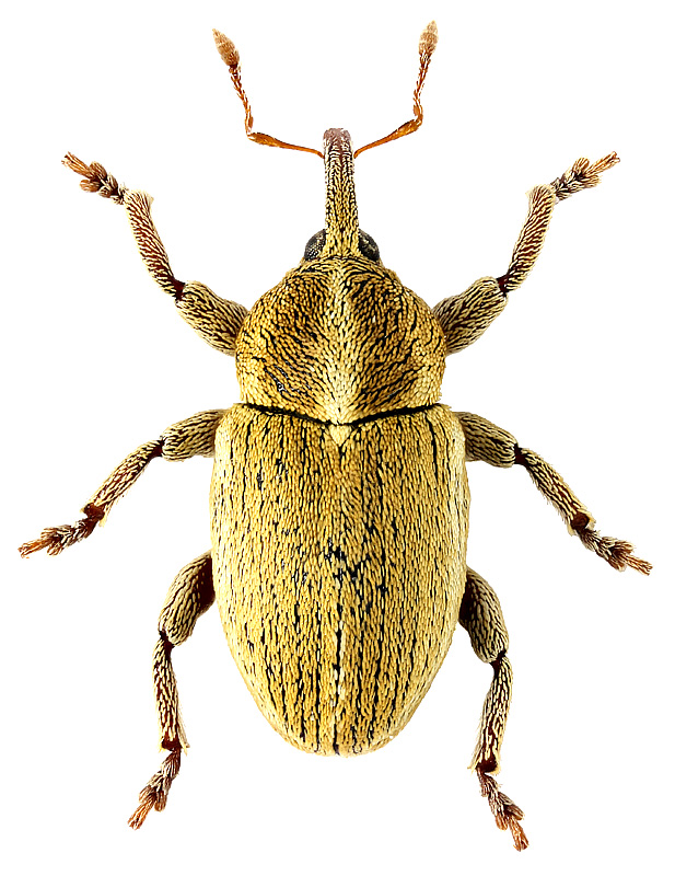 Tychius trivialis Boheman, 1843
