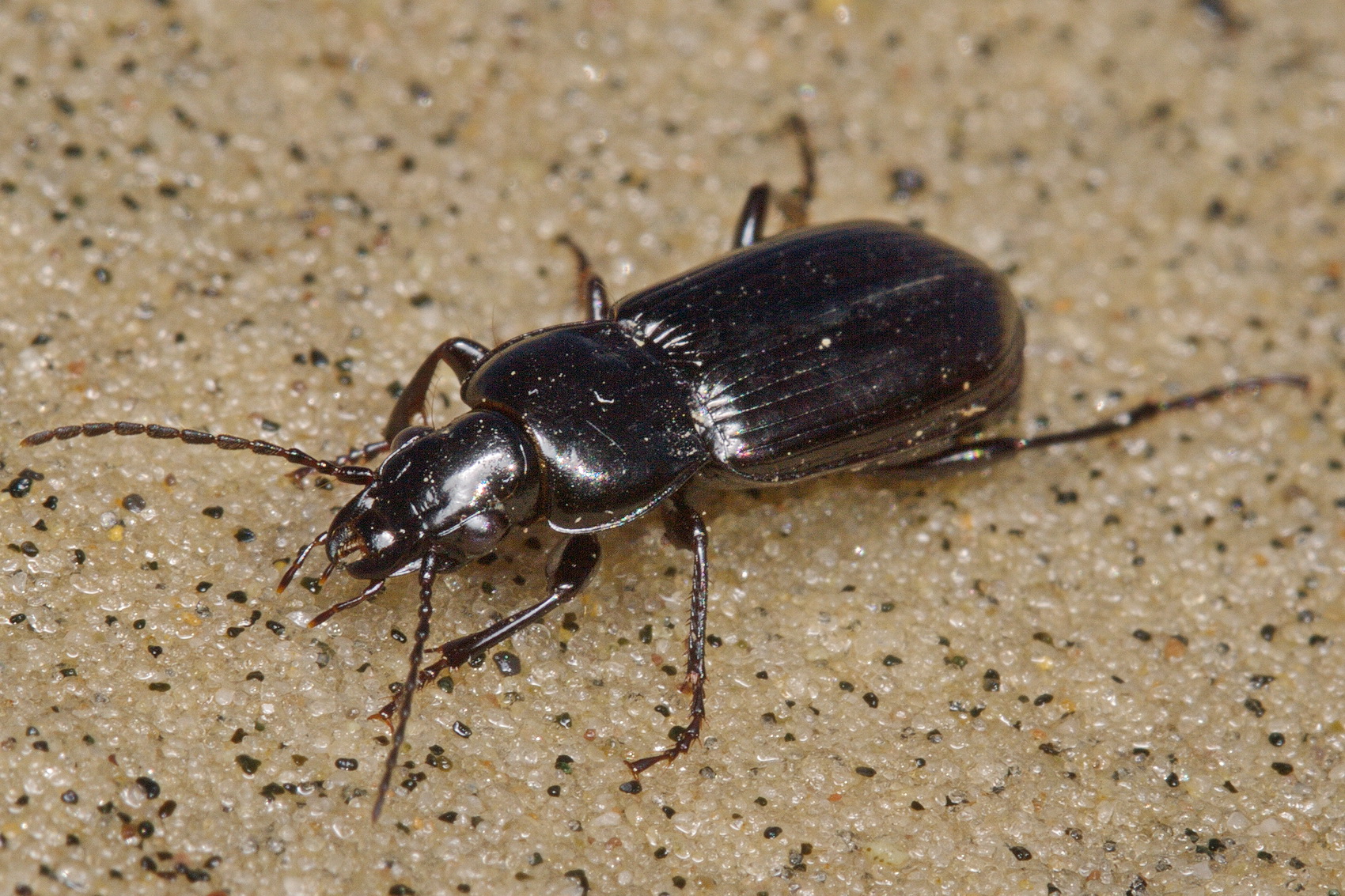 Род Carabidae