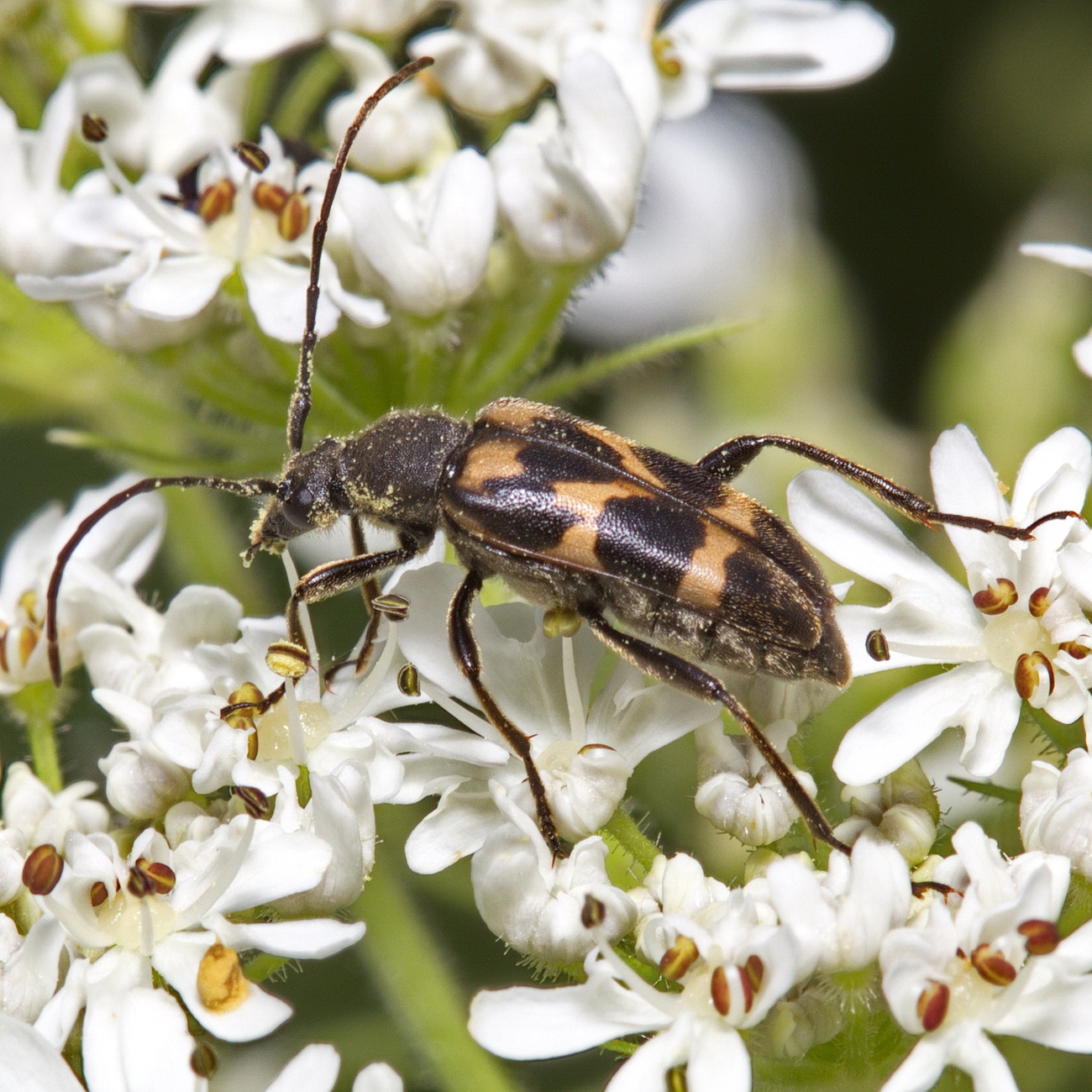 Семейство подсемейство род. Judolia cerambyciformis. Judolia sexmaculata. Lepturinae.