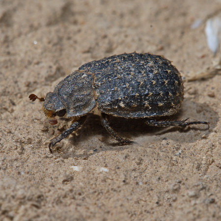 Trox hispidus (Pontoppidan, 1763)