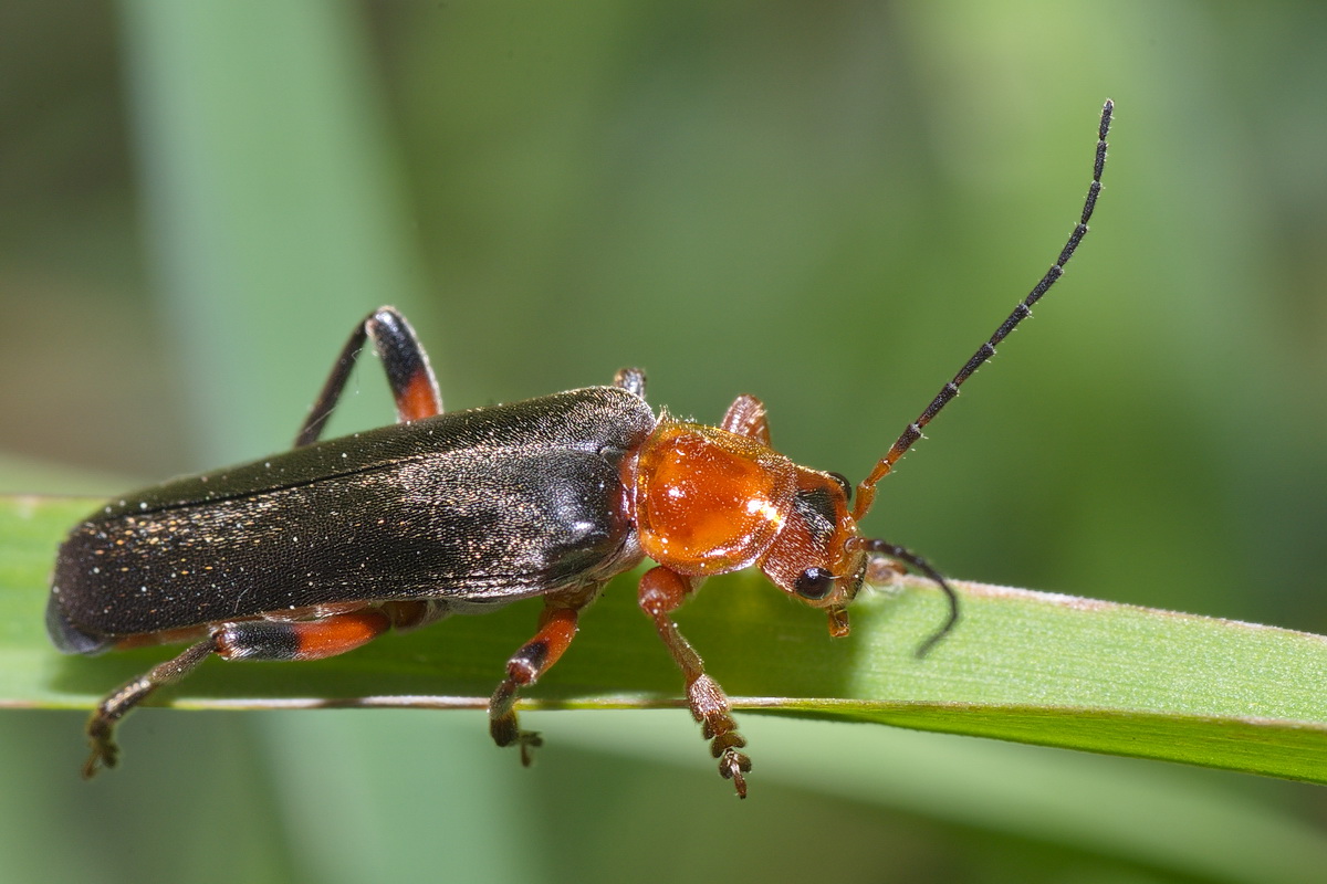 Как узнать что за насекомое по фото бесплатно онлайн