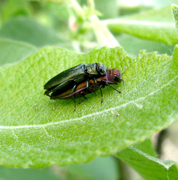 Узкотелая зеленая Златка — Agrilus viridis l.