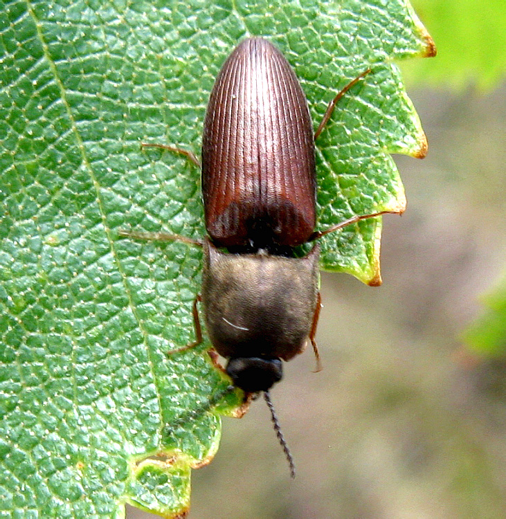 Sericus brunneus (Linnaeus, 1758)