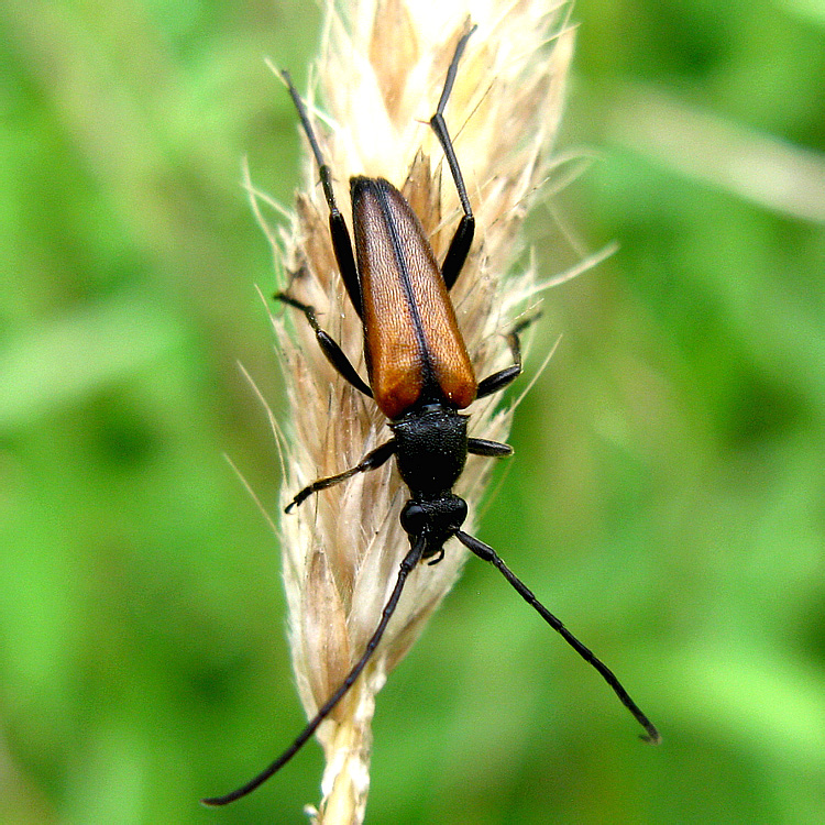 Stenurella melanura (Linnaeus, 1758), male