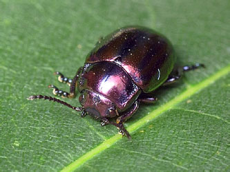 Chrysolina cerealis (Linnaeus, 1767)