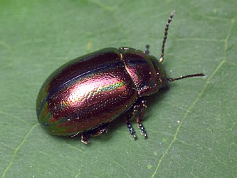 Chrysolina cerealis (Linnaeus, 1767)