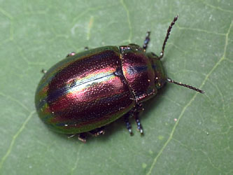 Chrysolina cerealis (Linnaeus, 1767)