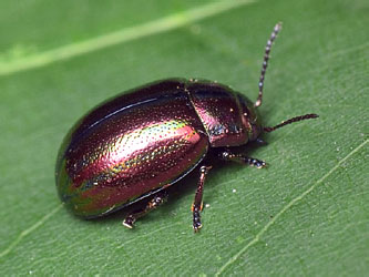 Chrysolina cerealis (Linnaeus, 1767)