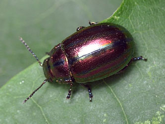 Chrysolina cerealis (Linnaeus, 1767)