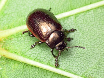 Chrysolina marginata (Linnaeus, 1758)