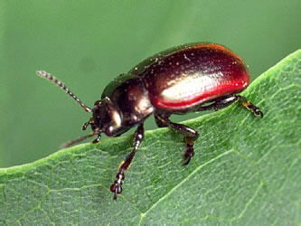 Chrysolina marginata (Linnaeus, 1758)