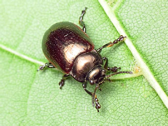 Chrysolina marginata (Linnaeus, 1758)