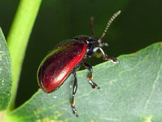 Chrysolina marginata (Linnaeus, 1758)