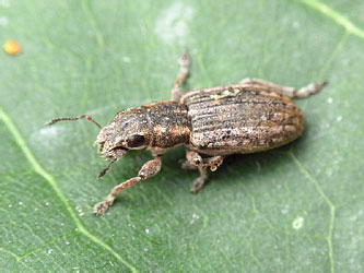 Sitona puncticollis Stephens, 1831