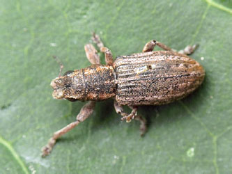 Sitona puncticollis Stephens, 1831