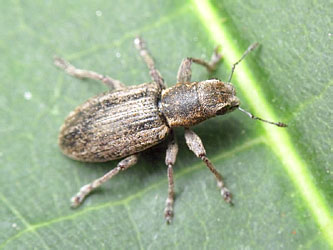 Sitona puncticollis Stephens, 1831