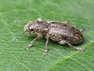 Sitona puncticollis Stephens, 1831