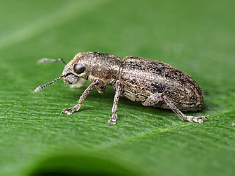 Sitona puncticollis Stephens, 1831