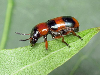 Coptocephala quadrimaculata (Linnaeus, 1767)