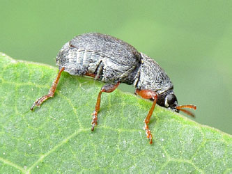 Bruchela rufipes (Olivier, 1790)