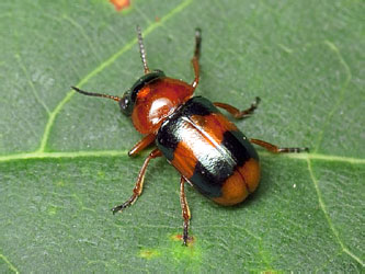 Coptocephala quadrimaculata (Linnaeus, 1767)