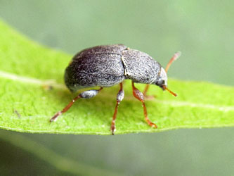 Bruchela rufipes (Olivier, 1790)