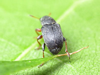 Bruchela rufipes (Olivier, 1790)