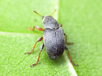 Bruchela rufipes (Olivier, 1790)