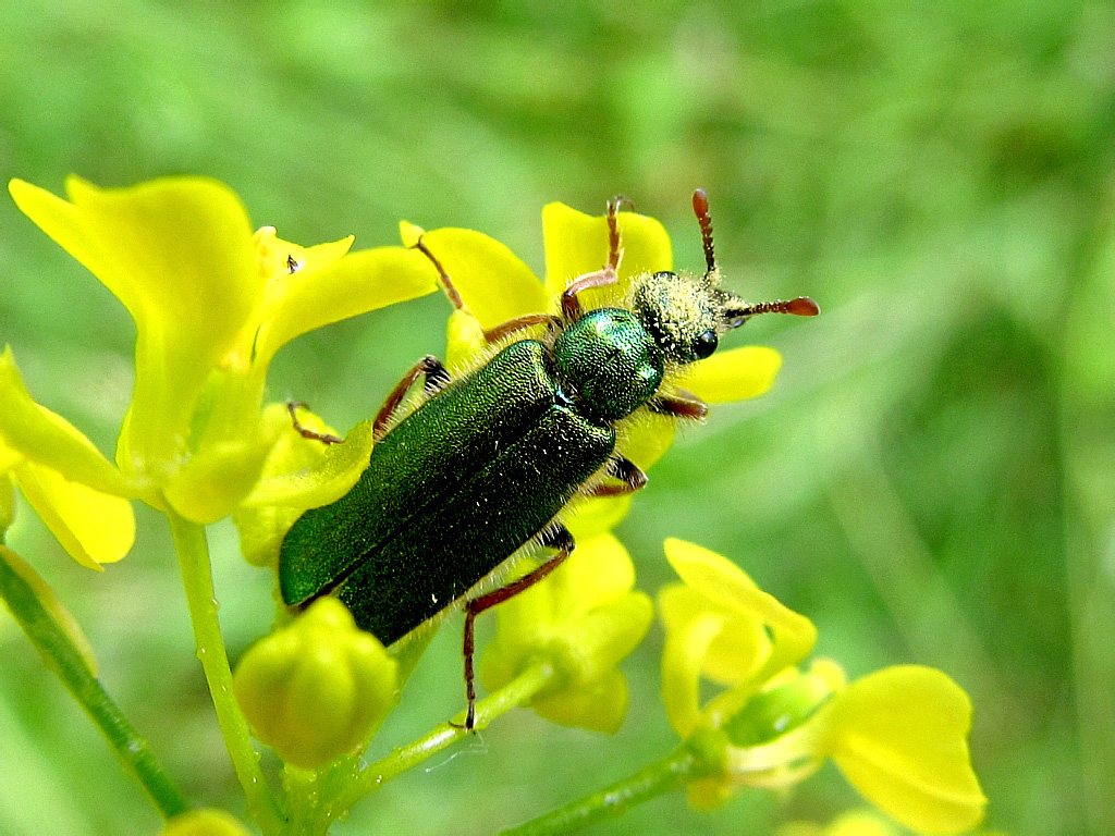 Cerocoma schaefferi (Linnaeus, 1758)