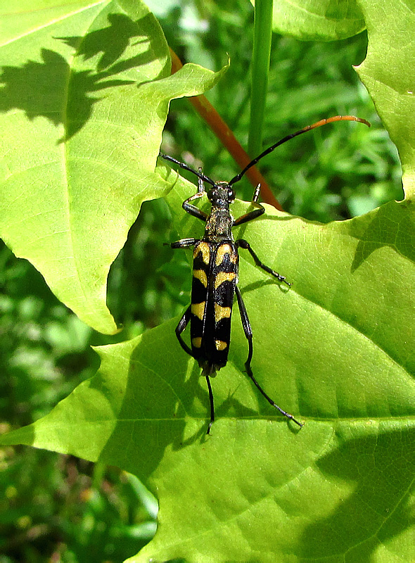 Leptura (Leptura) annularis Fabricius, 1801