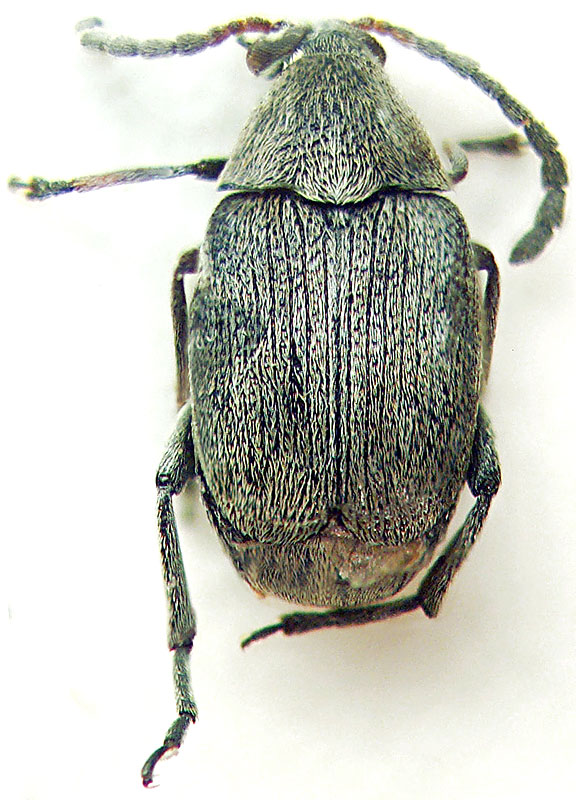 Bruchidius tuberculatus