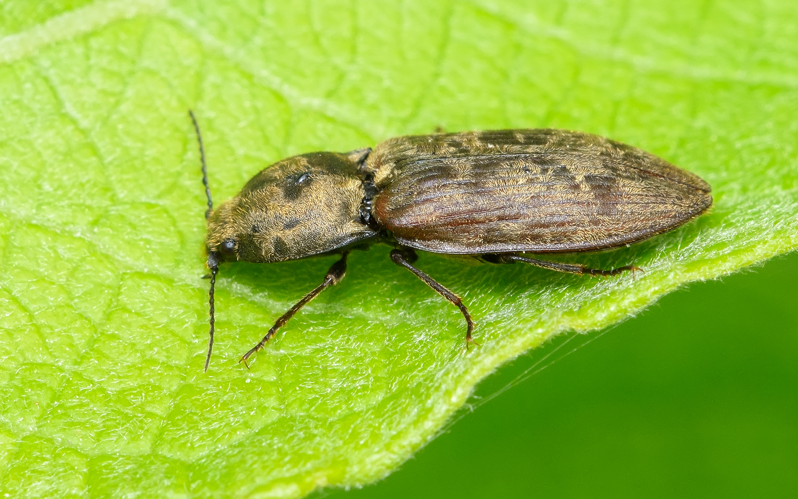 Elateridae