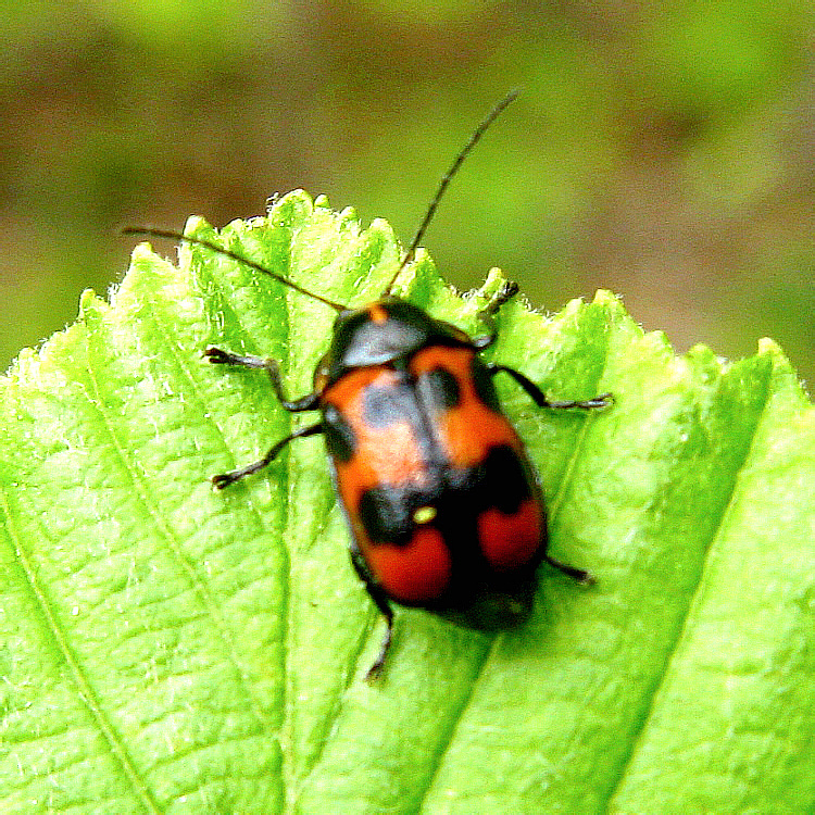 Листоеды семейство - Chrysomelidae