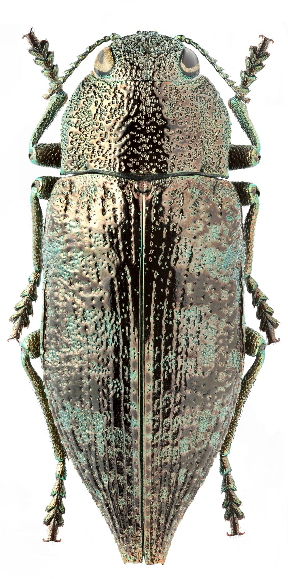 Жук Buprestidae