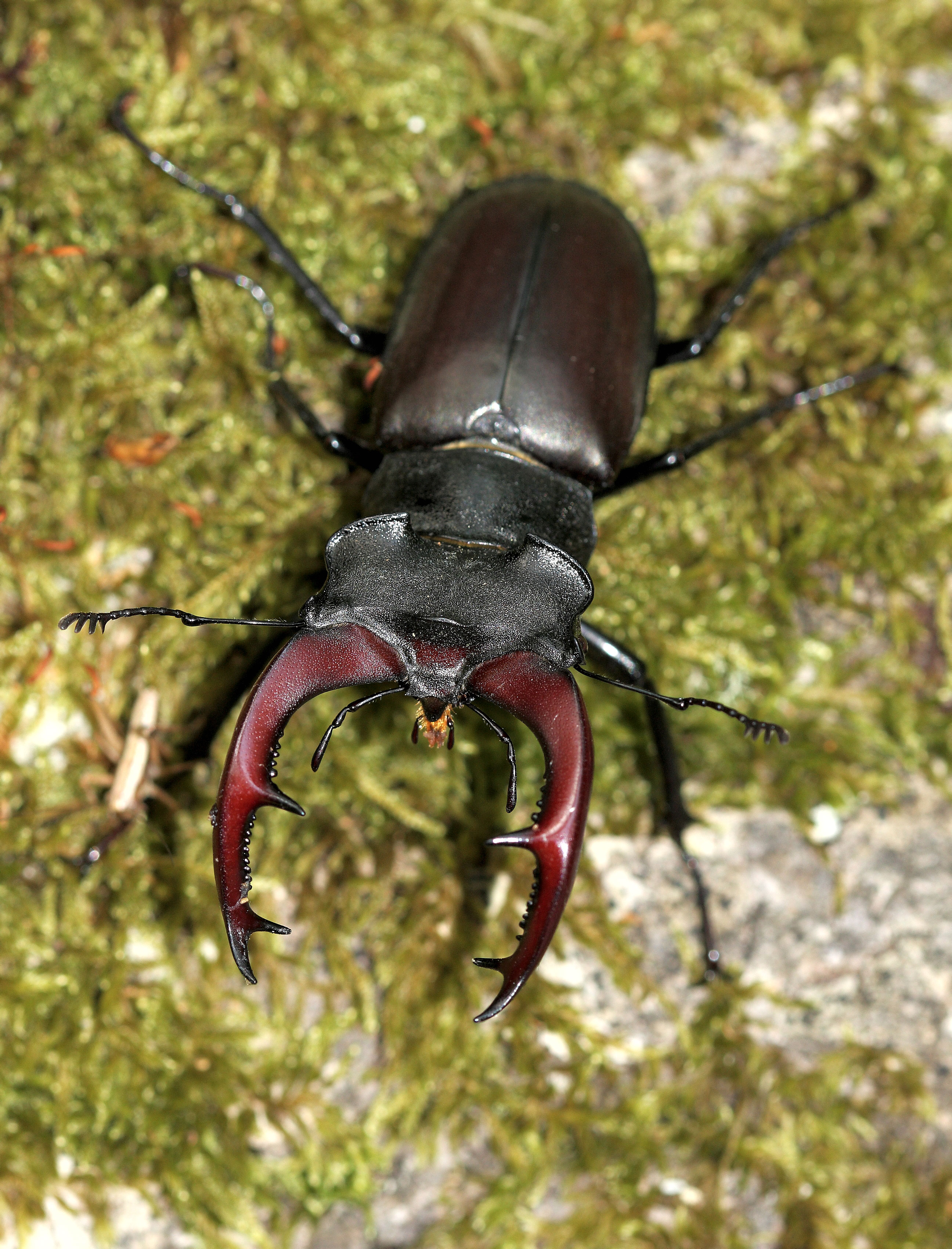 Как выглядит жук. Майский Жук Рогач. Жук-олень (Lucanus Cervus). Жук олень Рогач. Жук Оленек обыкновенный.