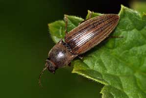 Agriotes lineatus (L., 1767)