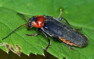 Cantharis fusca Linnaeus, 1758